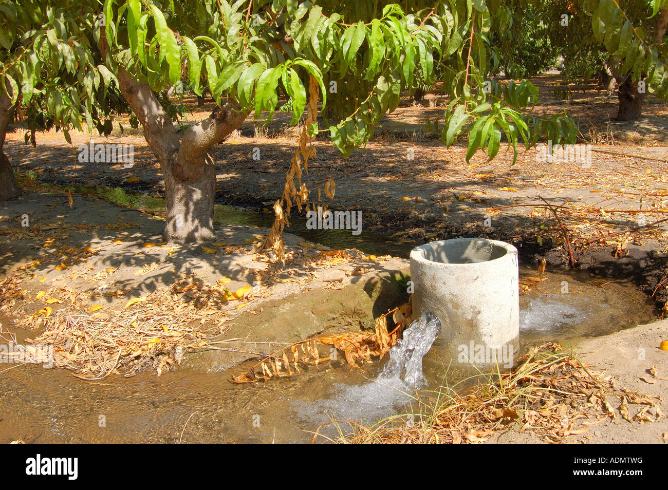 Tube d'irrigation dans un verger de pêchers central San Joaquin Valley California USA Banque D'Images