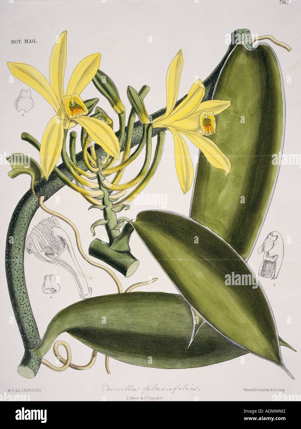 Vanilla planifolia vanille Banque D'Images