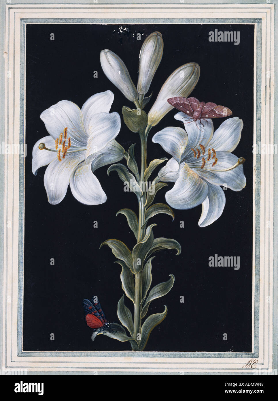 Lilium candidum madonna lily Banque D'Images