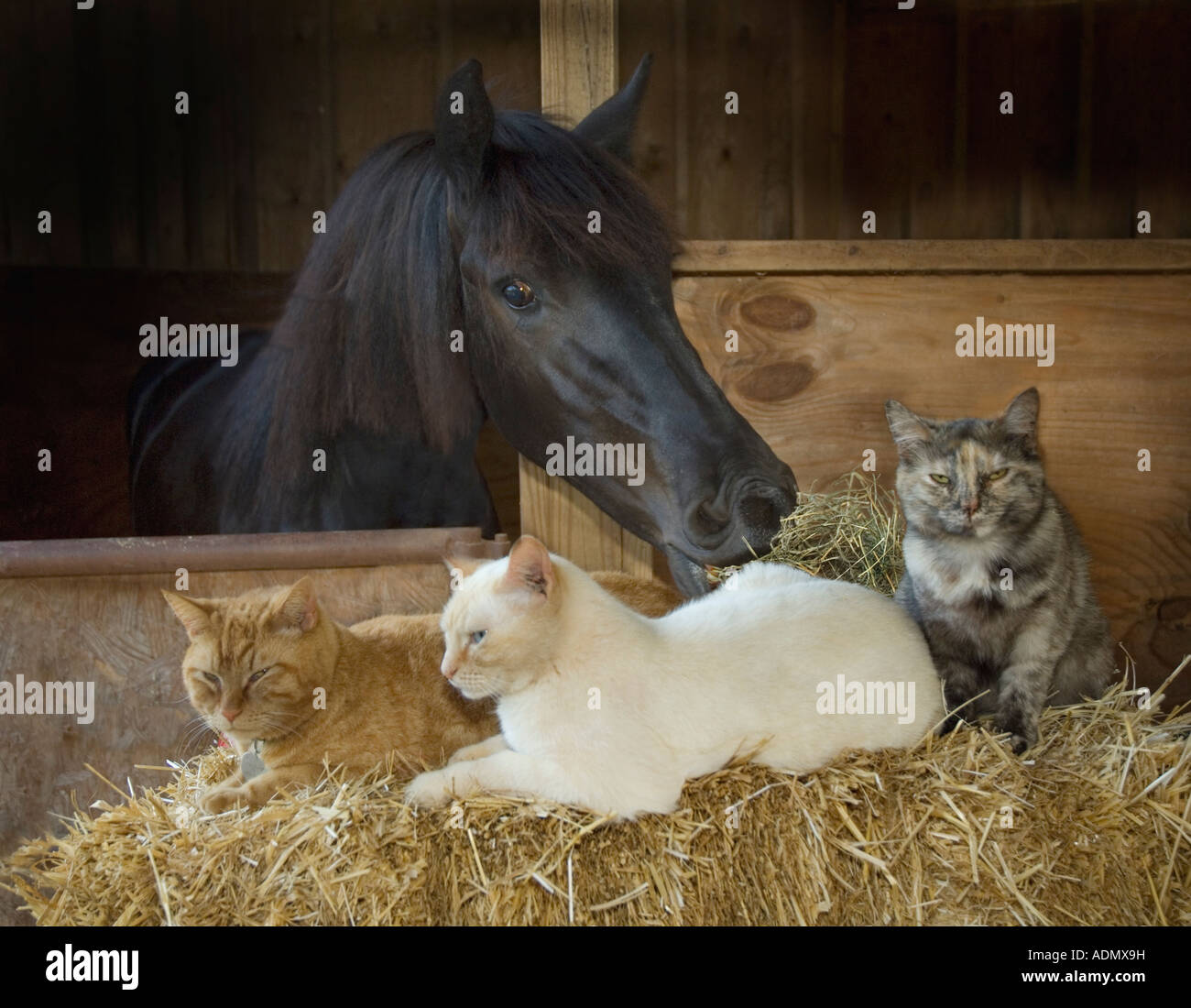 Cheval frison tend la main de décrochage vers trois chats sur hay bails Banque D'Images