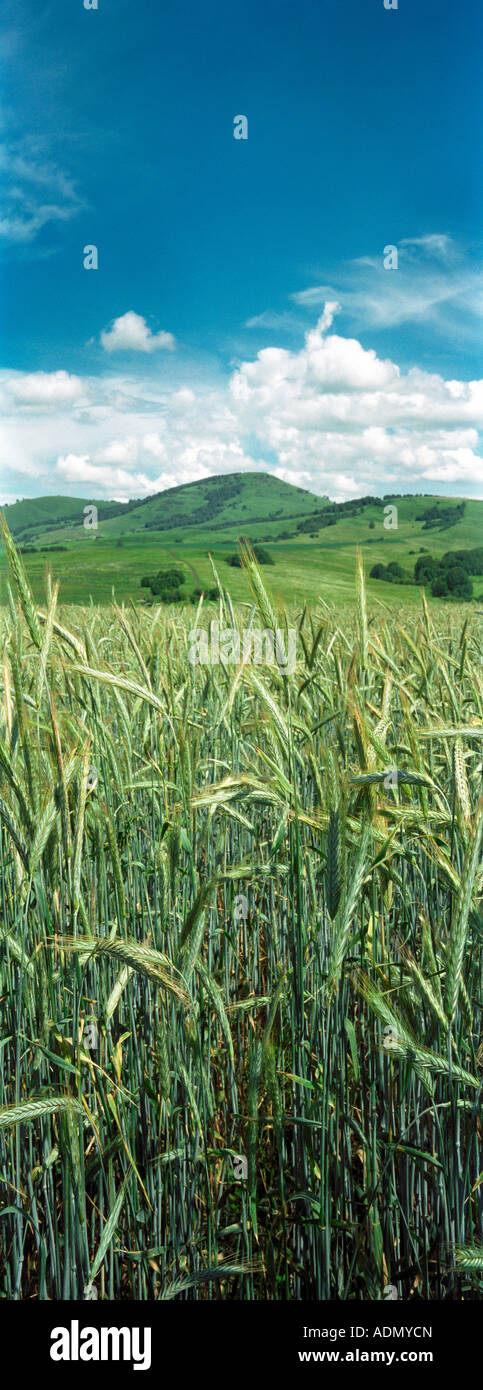 Dans un champ Wheaten contreforts de l'Altaï. La Sibérie. La Russie Banque D'Images