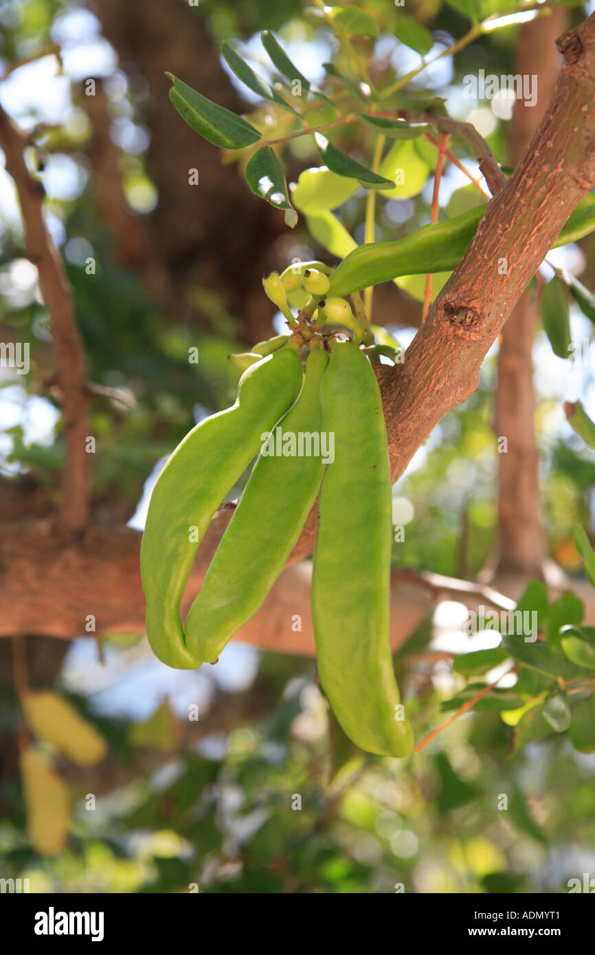 Seed pods' sur l'arbre qui pousse à l'état sauvage en Grèce Banque D'Images