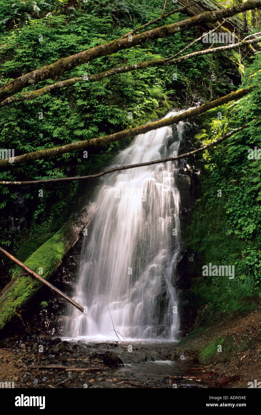 Une cascade dans les Cascade Mountains de l'Oregon Banque D'Images