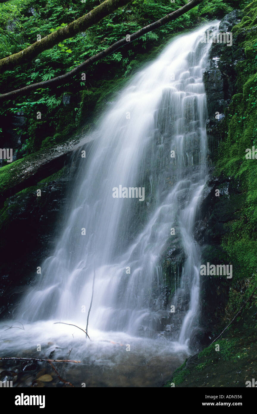 Une chute d'eau de ruissellement au printemps dans les montagnes de l'Oregon Cascade Banque D'Images