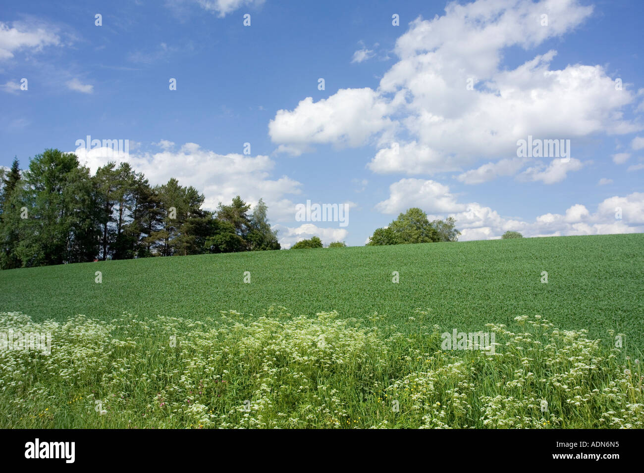 Champs d'été, la Finlande Banque D'Images