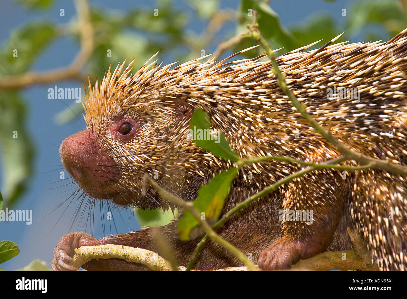 Coendou prehensilis porcupine (brésilien). Photo prise dans le Cerrado brésilien. Banque D'Images