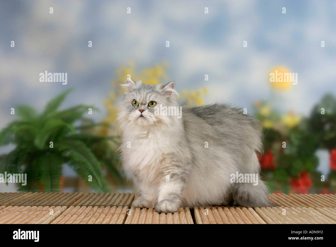 Chat Persan Silver Shaded Tortie Photo Stock Alamy