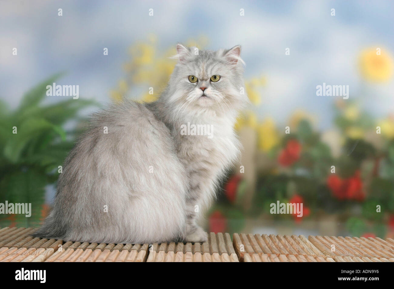 Chat Persan Silver Shaded Tortie Side Photo Stock Alamy