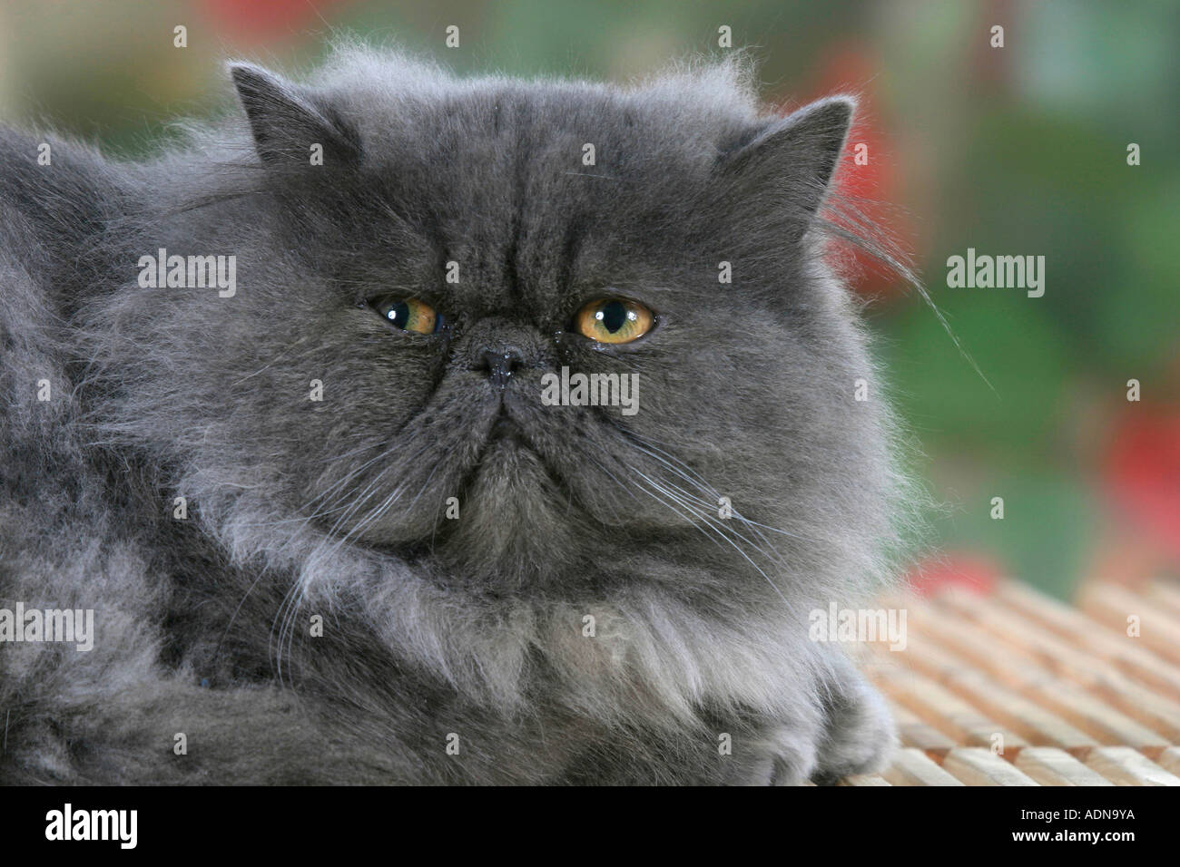 Chat Persan Bleu Photo Stock Alamy