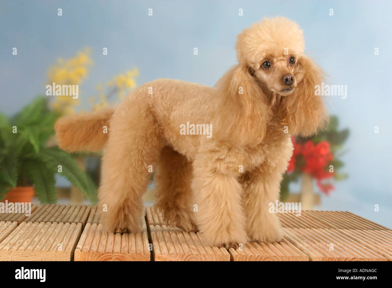 Caniche miniature, abricot Banque D'Images