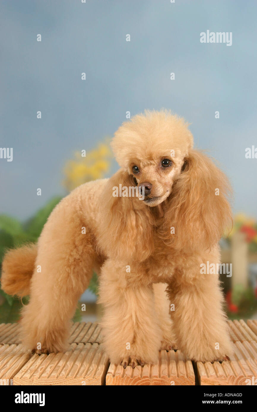 Caniche miniature, abricot Banque D'Images