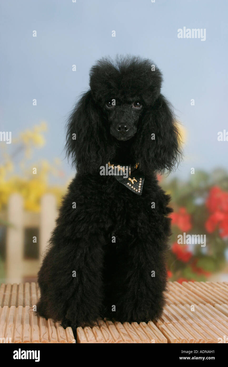 Caniche miniature, noir Banque D'Images