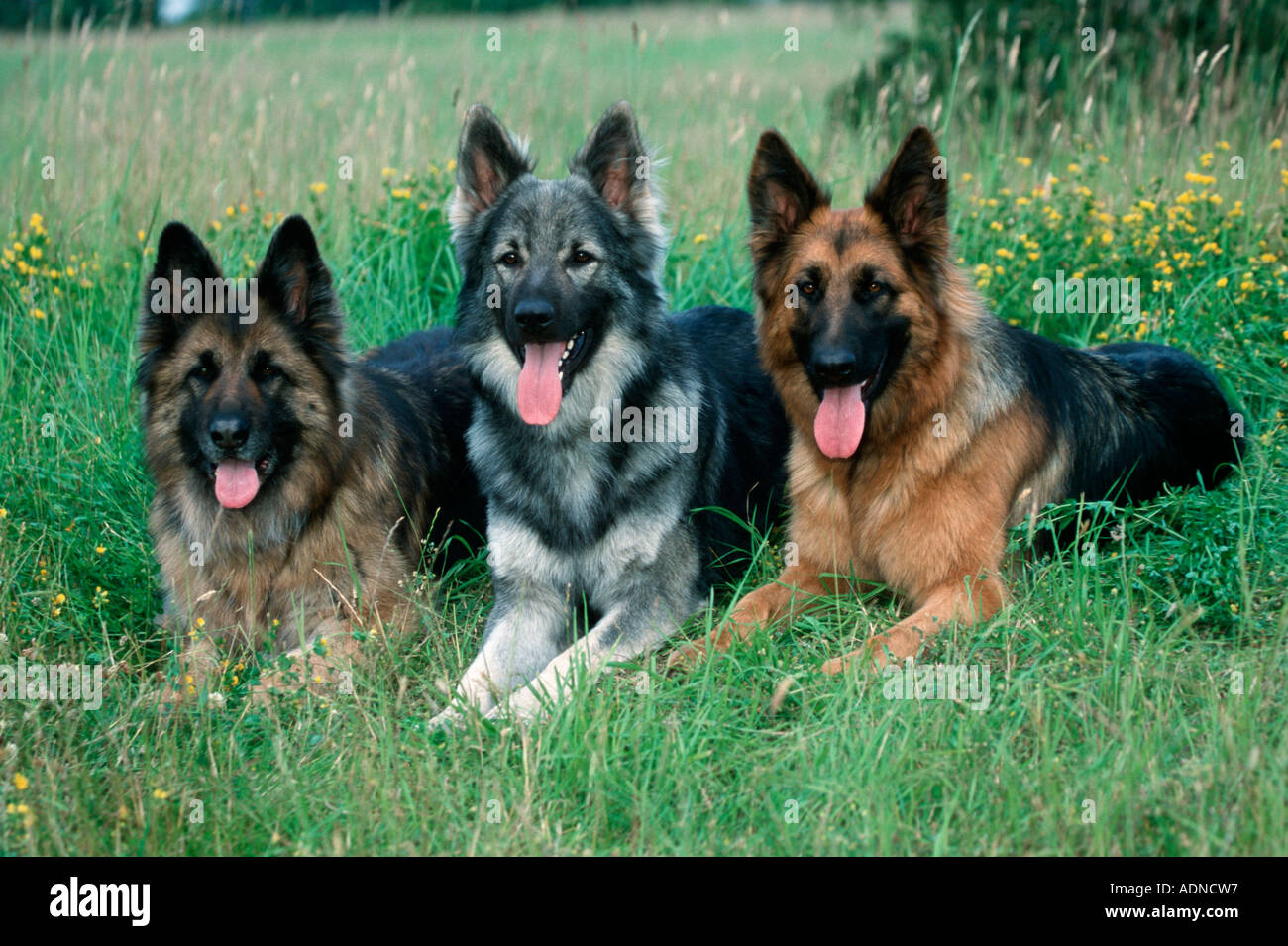 Les chiens de berger allemand Banque D'Images