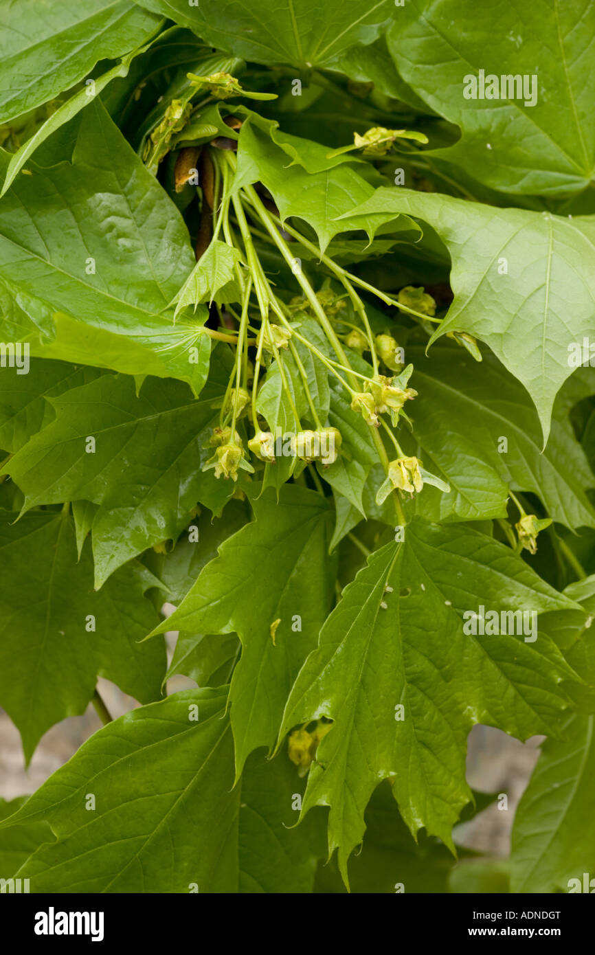 Érable de Norvège, Acer platanoides, avec développement de jeunes fruits Banque D'Images
