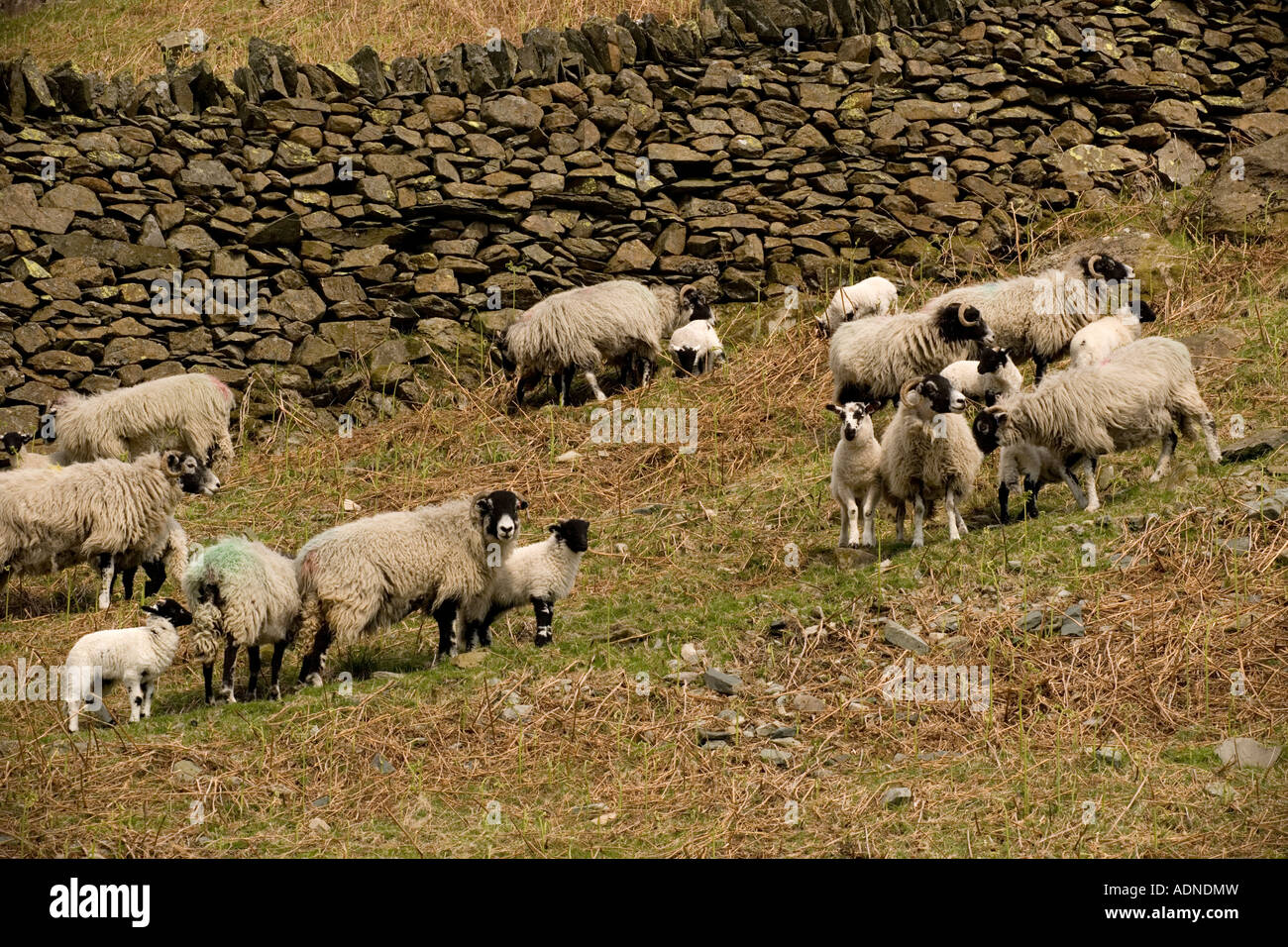 Moutons, brebis et agneaux de Swaledale, dans le district du lac Upand Banque D'Images