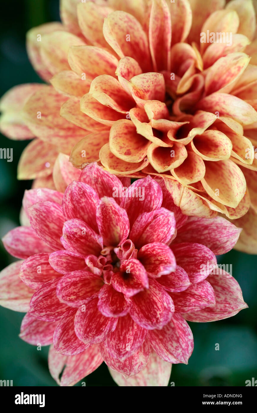 Fleurs Dahlia mouchetées d'orange et de crème et de rose et de crème Banque D'Images