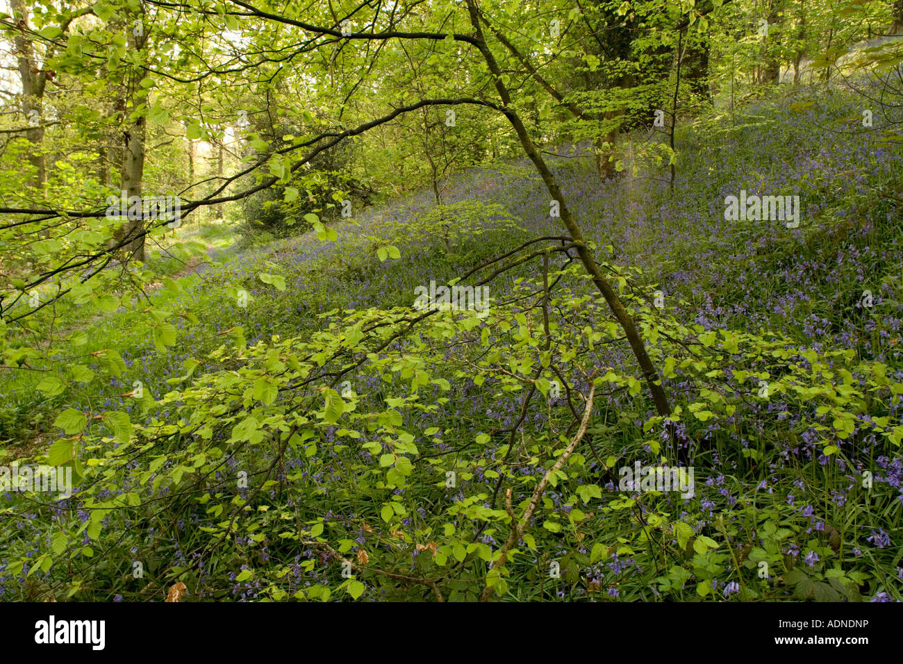 Les jeunes feuilles de hêtre bois bluebell dans le Nord du Pays de Galles Banque D'Images