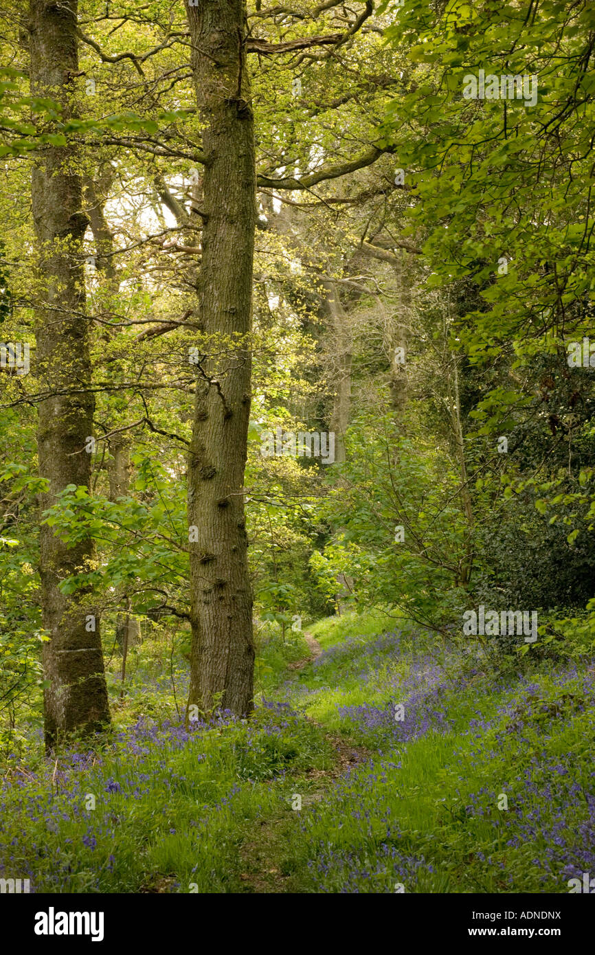 Chemin à travers bluebell wood (Hyacinthoides non scripta) près de Bala, dans le Nord du Pays de Galles, Royaume-Uni Banque D'Images