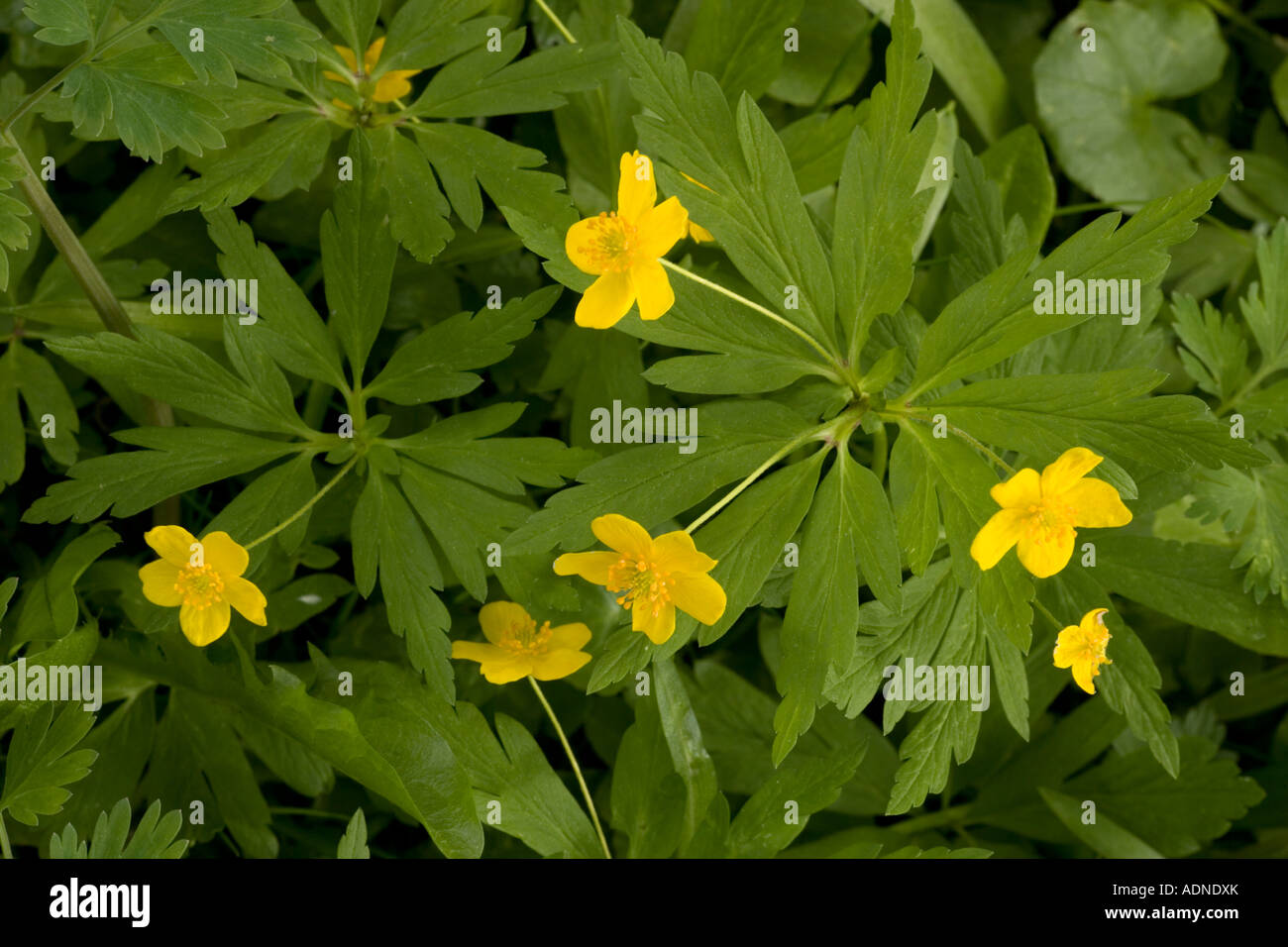Anemone ranunculoides anémone jaune dans les forêts de la Suède Banque D'Images