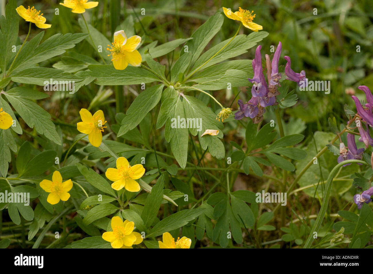 Anemone ranunculoides anémone jaune dans les forêts de la Suède Banque D'Images