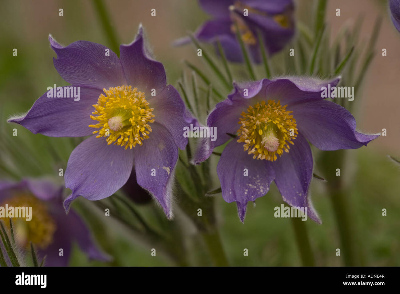 L'Est de l'anémone pulsatille (Pulsatilla patens) close-up, la Suède, Europe Banque D'Images