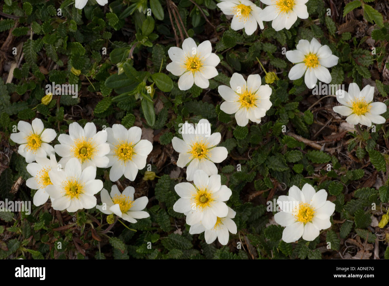 Fours de montagne, Dryas octopetala, arctic-alpine, Banque D'Images