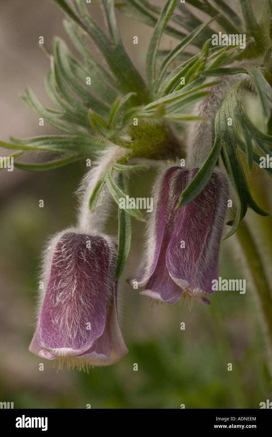 Petite anémone pulsatille (Pulsatilla pratensis) lumière du soir, la Suède, Europe Banque D'Images