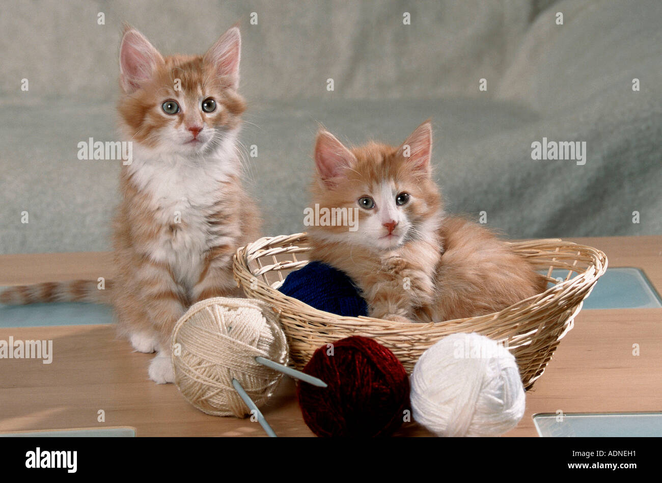 Les chats, chatons des forêts norvégiennes, dans le panier de balles de laine Banque D'Images