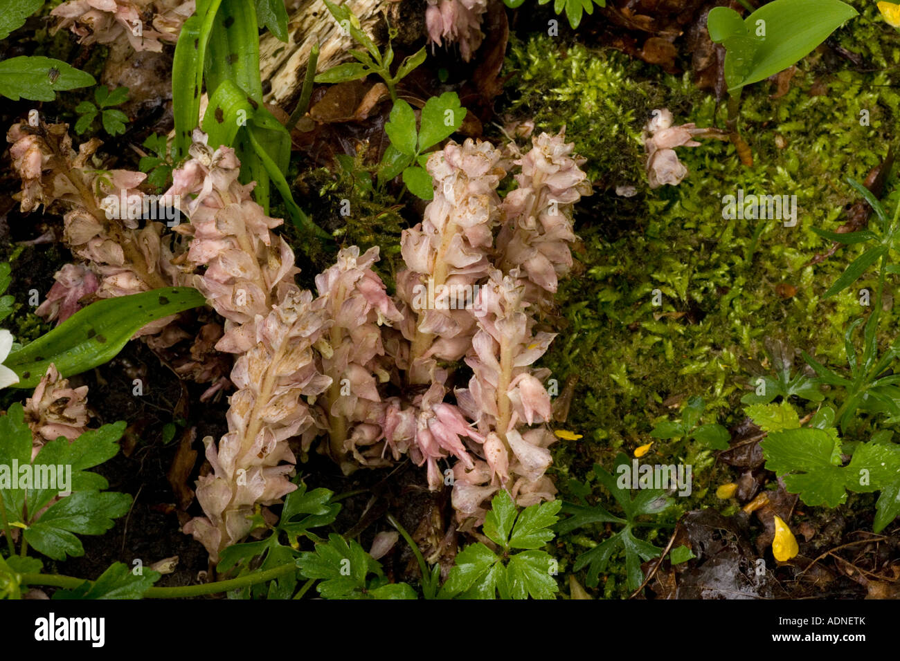 Toothwort Lathraea squamaria parasite racine sur Hazel et érable rare au Royaume-Uni Banque D'Images