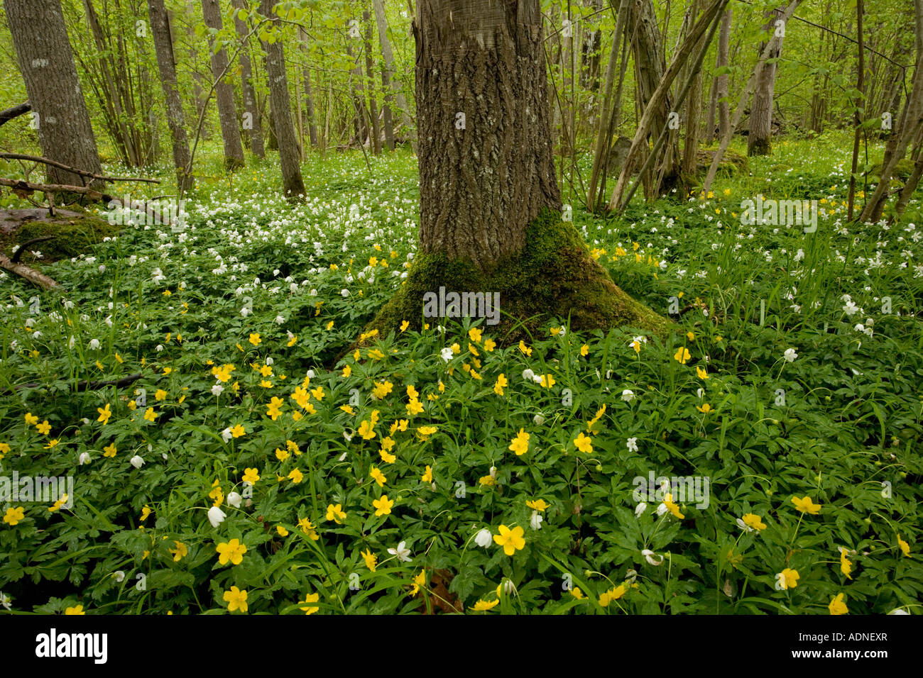 Les anémones (Anemone ranunculoides jaune) avec le bois des anémones (Anemone nemorosa) Halltorps Hage caduques, la Suède, Europe Banque D'Images