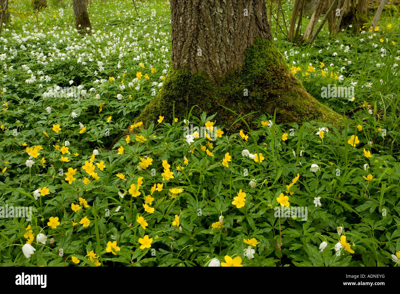 Les anémones jaune Anemone ranunculoides anémone en bois Anemone nemorosa Halltorps Hage Oland Suède Île forestiers Banque D'Images