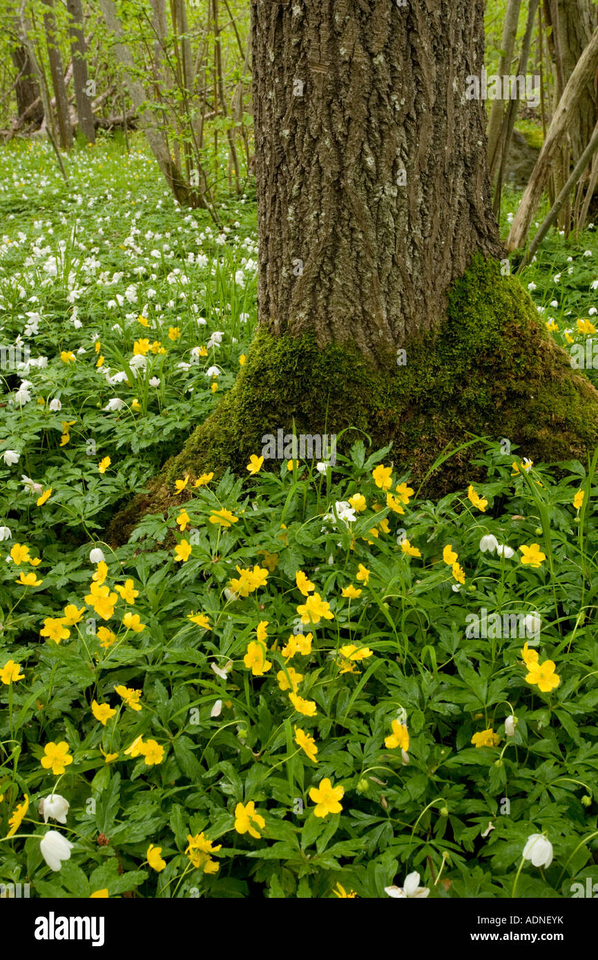 Les anémones jaune Anemone ranunculoides anémone en bois Anemone nemorosa Halltorps Hage Oland Suède Île forestiers Banque D'Images