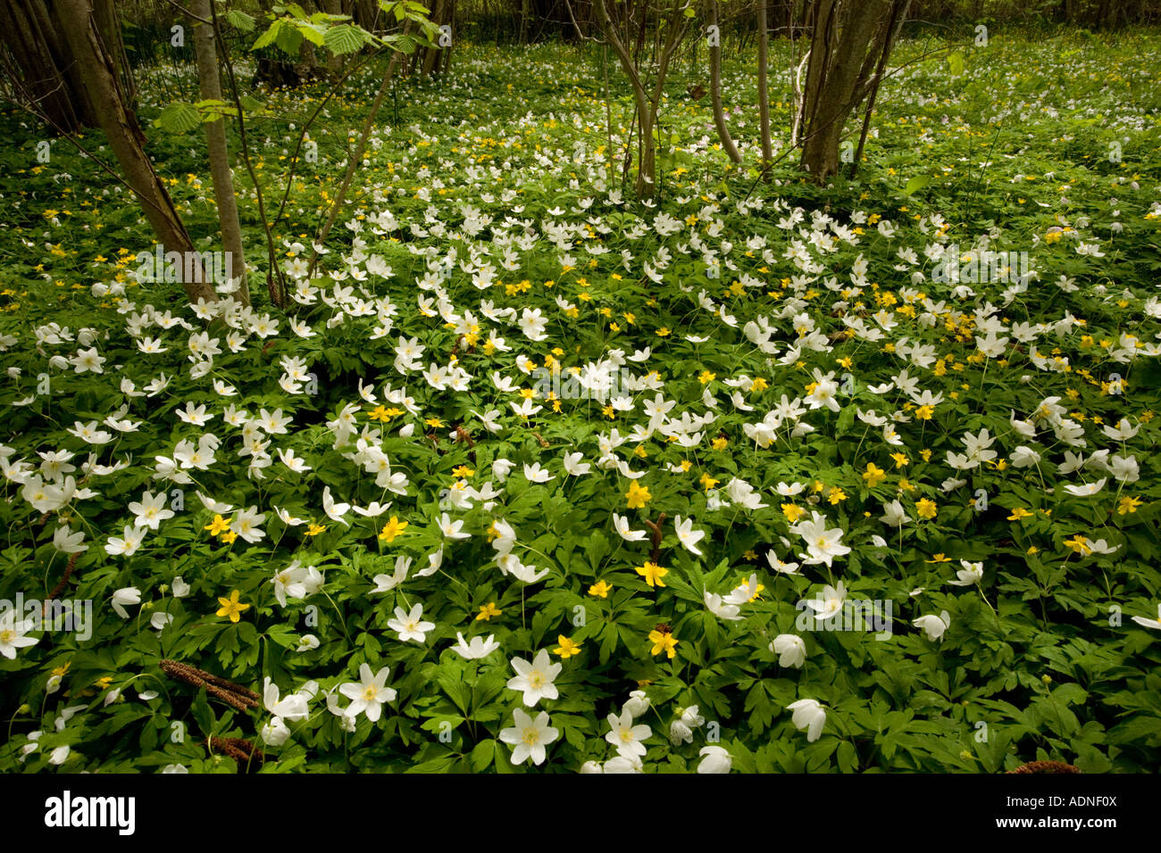 Masses de bois et l'anémone Anemone nemorosa Anemone ranunculoides anémone jaune dans de vieux meubles de sud de la Suède Banque D'Images
