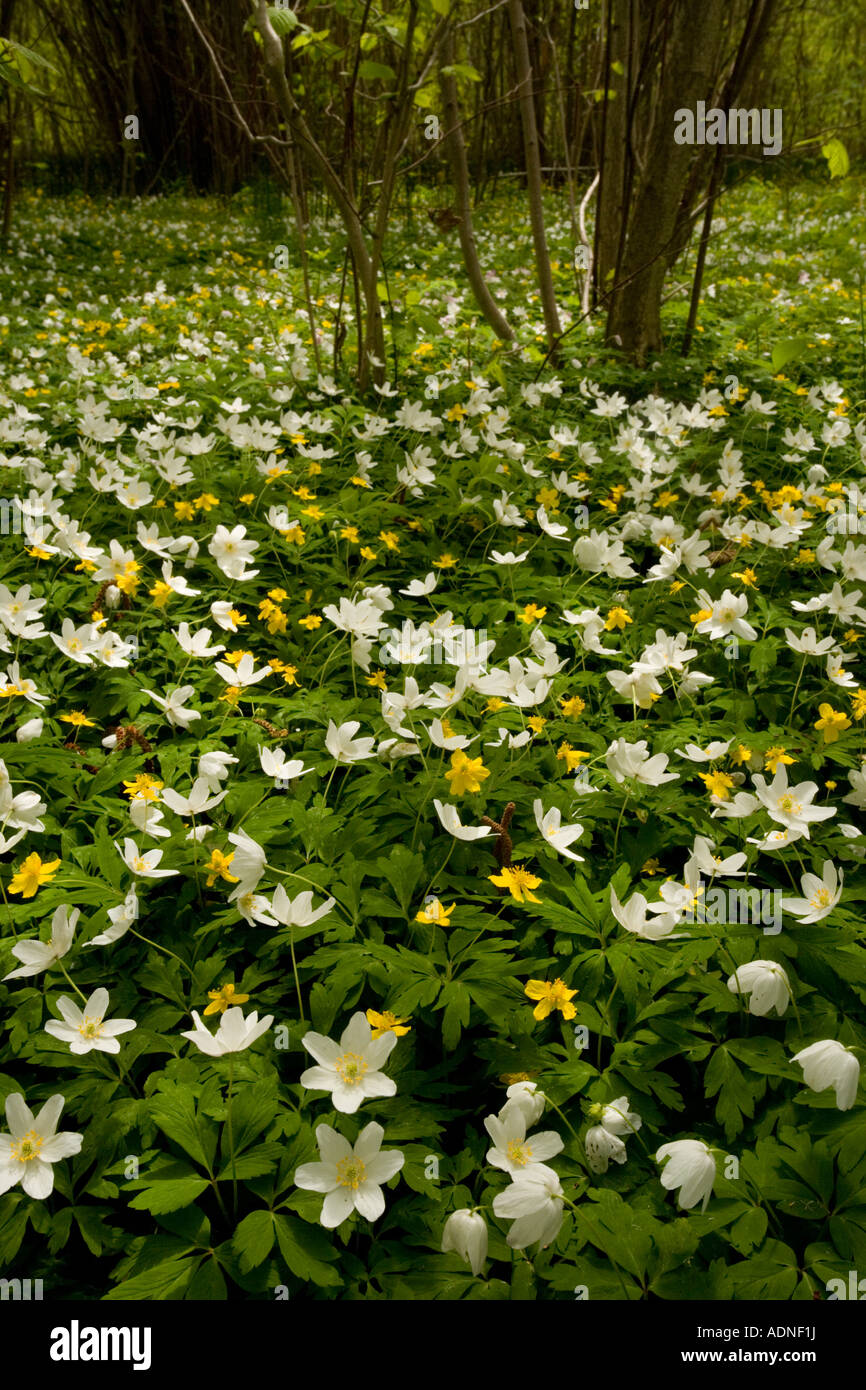 Masses de bois et l'anémone Anemone nemorosa Anemone ranunculoides anémone jaune dans de vieux meubles de sud de la Suède Banque D'Images