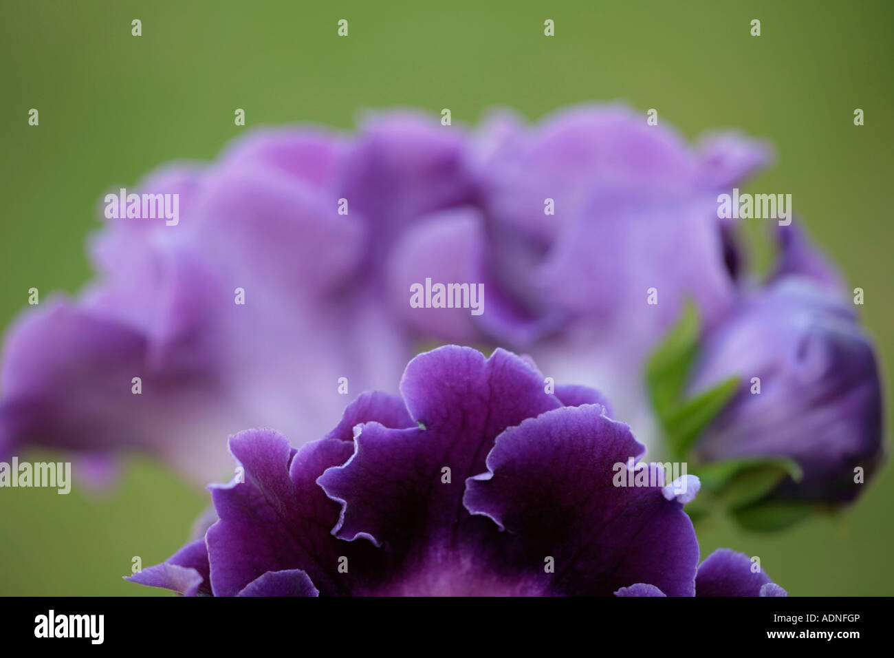 Gros plan sur les pétales bordés d'une fleur pourpre Gloxinia Banque D'Images