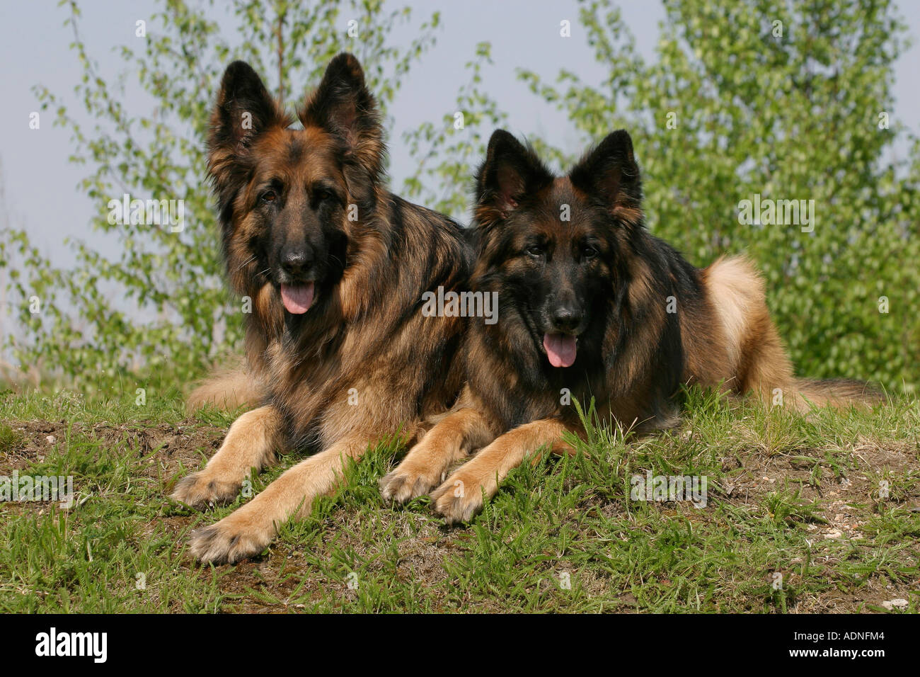 Les chiens de berger allemand à poil long, Banque D'Images