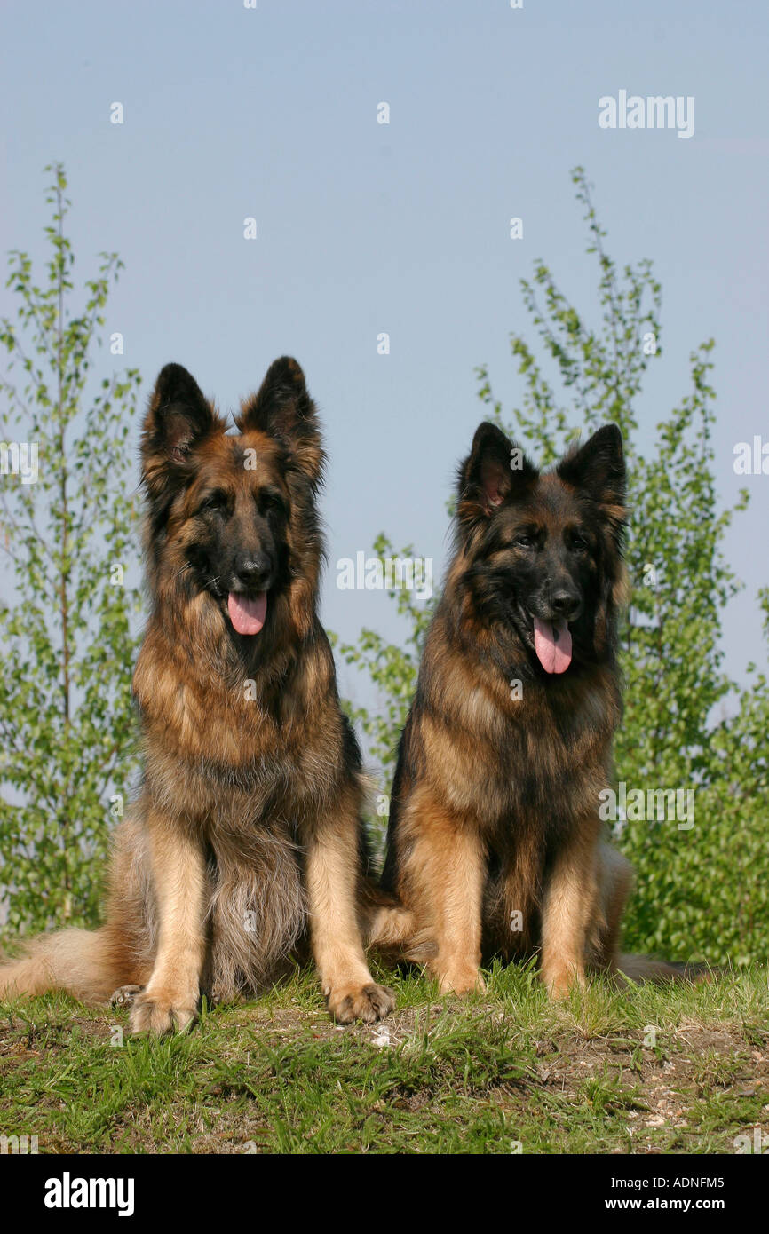 Les chiens de berger allemand à poil long, Banque D'Images