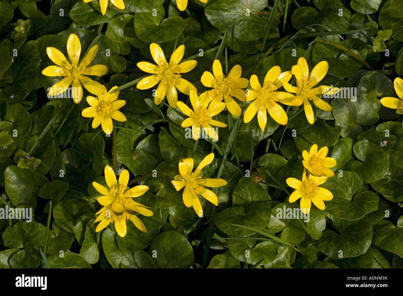 Moindre celandines en fleurs Ranunculus ficaria Banque D'Images