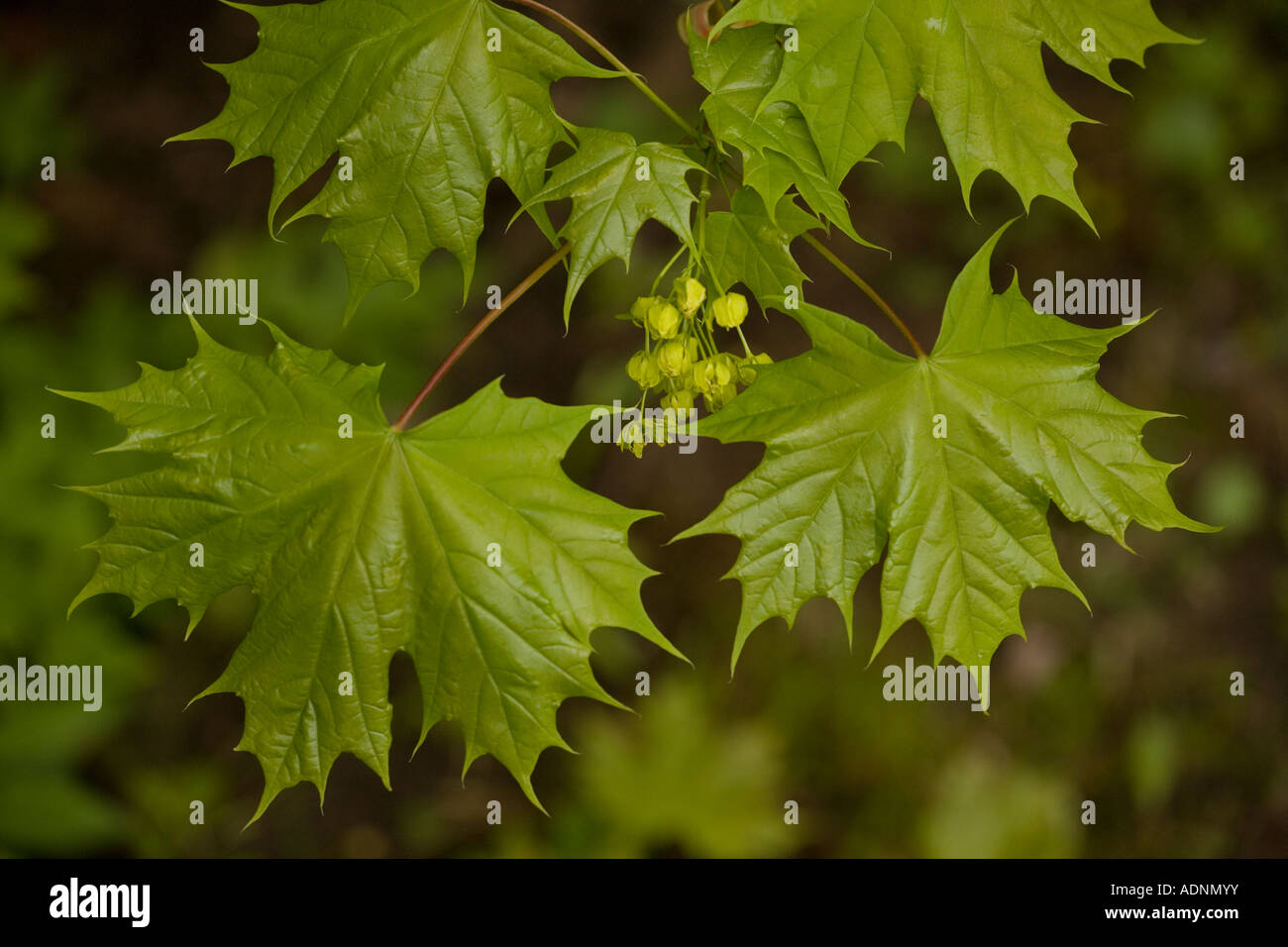 Érable de Norvège (Acer platanoides) dans la région de Flower, close-up, la Suède, Europe Banque D'Images