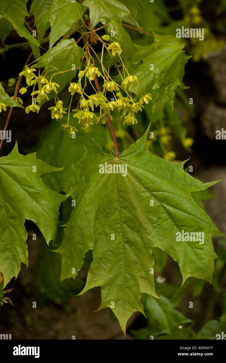 Érable de Norvège, Acer platanoides en fleur Suède Banque D'Images