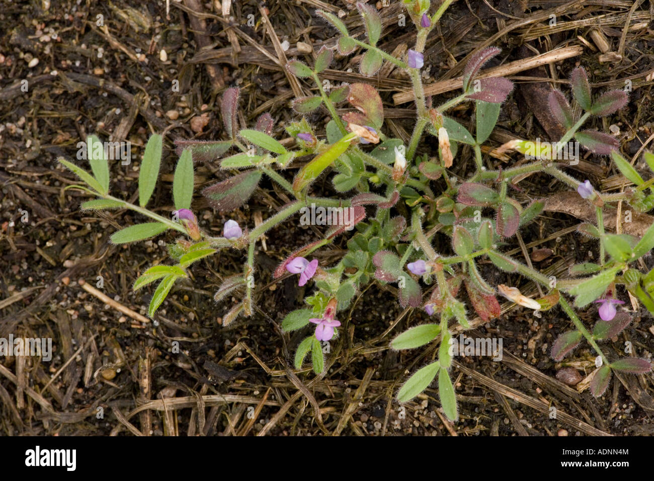 La vesce de printemps sur sol sablonneux Vicia lathyroides rare au Royaume-Uni Banque D'Images
