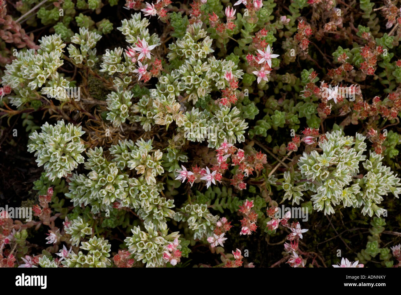 Knawel vivace Scleranthus perennis avec english stonecrop Pyrénées Banque D'Images