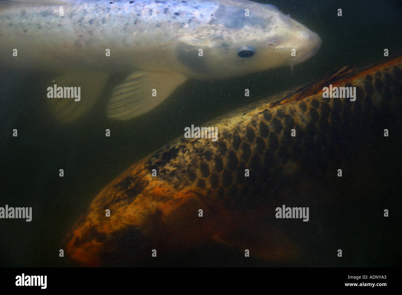 L'argent et l'or la carpe Coy swimming underwater in pond Banque D'Images