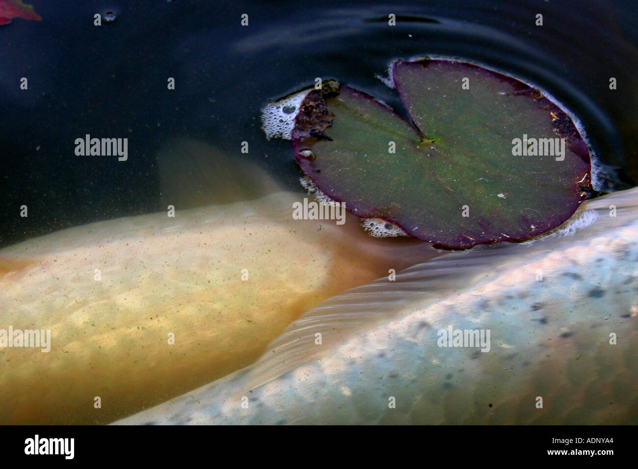 L'argent et or pâle carpe coy nager sous l'eau dans l'étang avec lilypad Banque D'Images