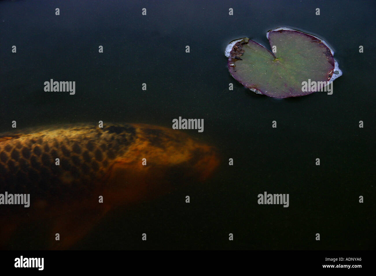 Carpe coy Gold nager sous l'eau dans l'étang avec lilypad Banque D'Images