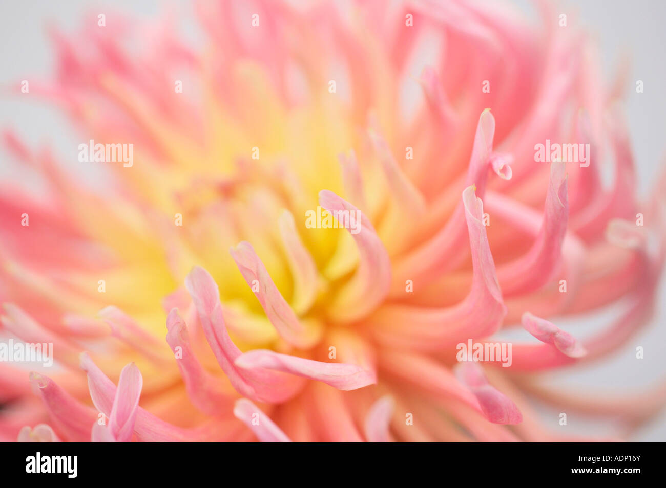 Vue rapprochée de la fleur de Cactus Dahlia Banque D'Images