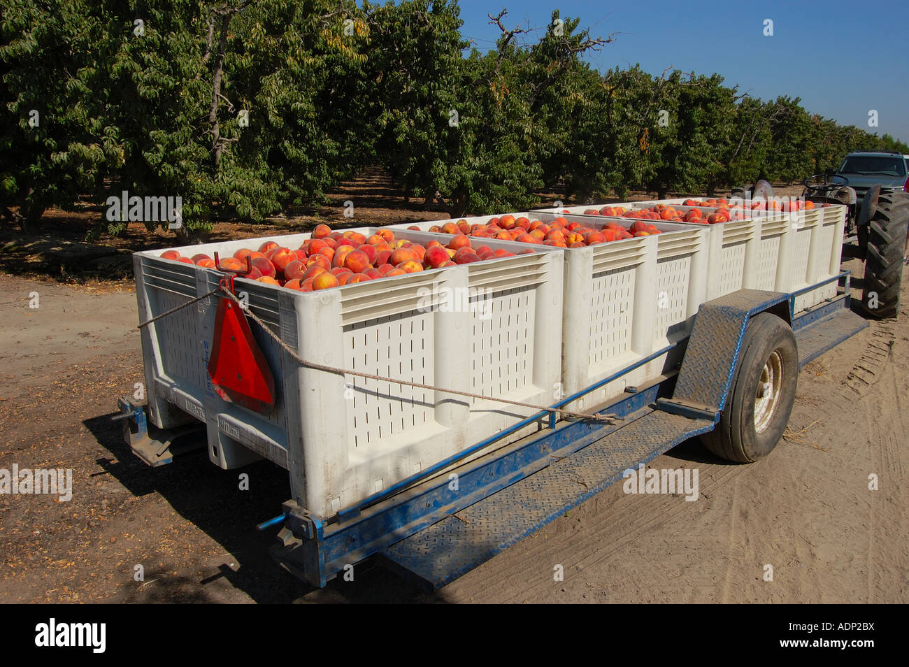 Les pêches Prunus persica dans une remorque pendant la récolte du verger de pêchers près de Reedley Hallows California USA dans le centre de San Joaquin Valley Banque D'Images