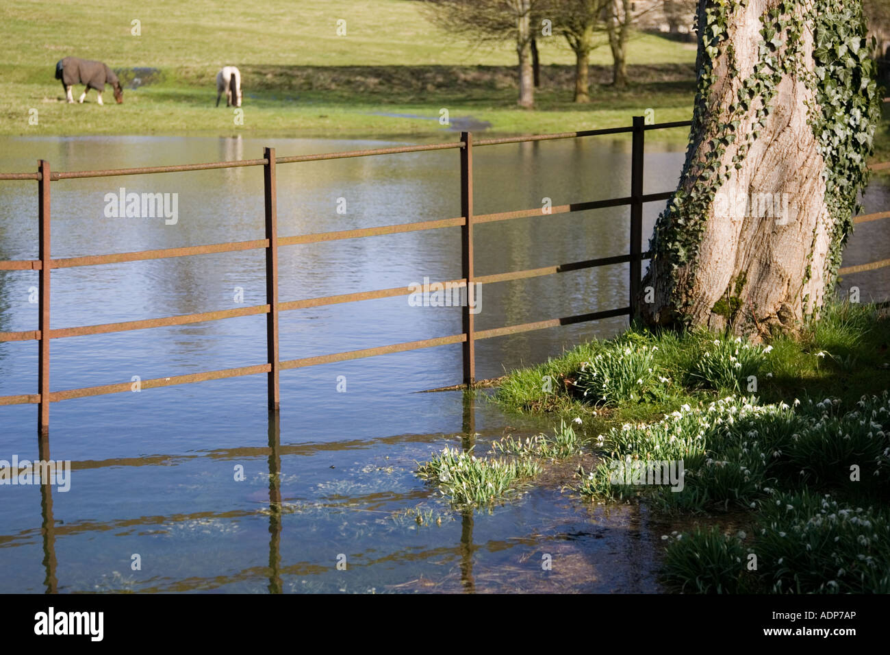 Chevaux dans le champ inondé dans l'Oxfordshire les Cotswolds Royaume-Uni Banque D'Images