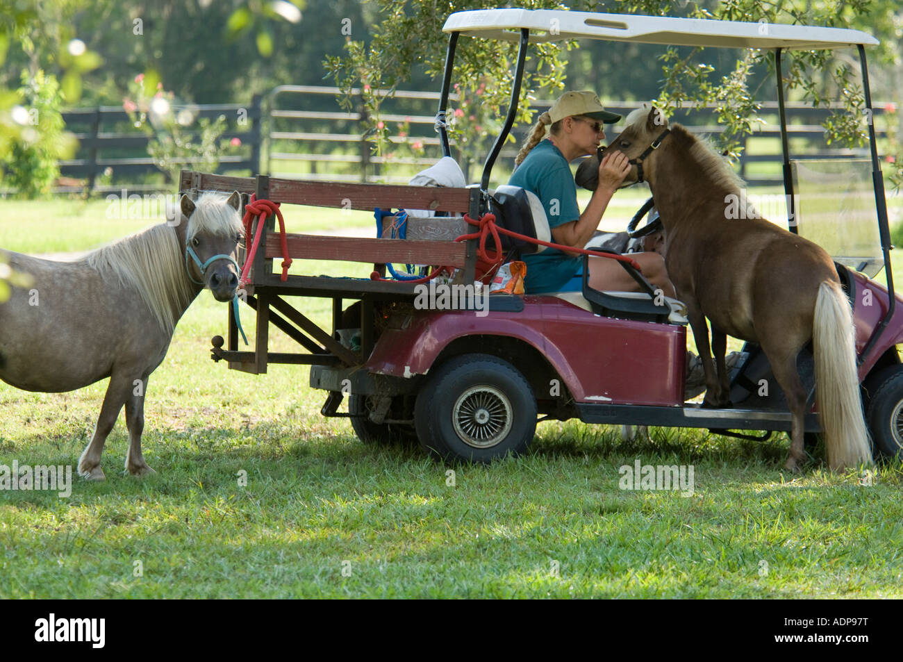 Femme sur chariot de golf se matin salutation de cheval miniature mare Banque D'Images