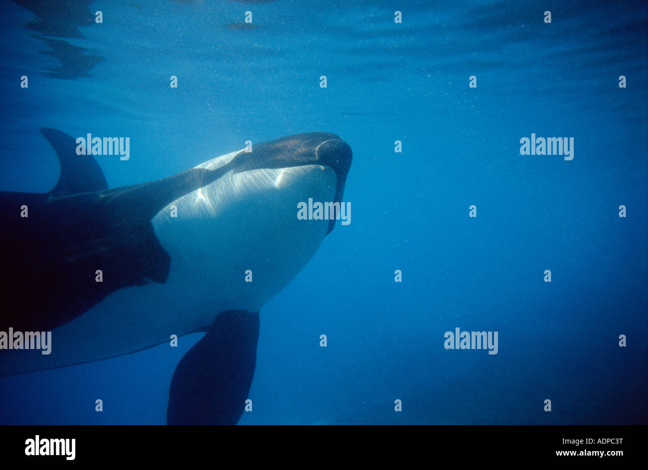 Orque Orcinus orca sea aquarium usa Banque D'Images